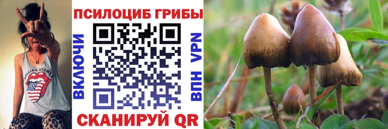 Галлюциногенные грибы Psilocybine cubensis  Димитровград 